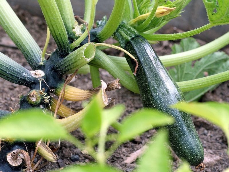 Как повысить урожайность кабачков на органических грядках