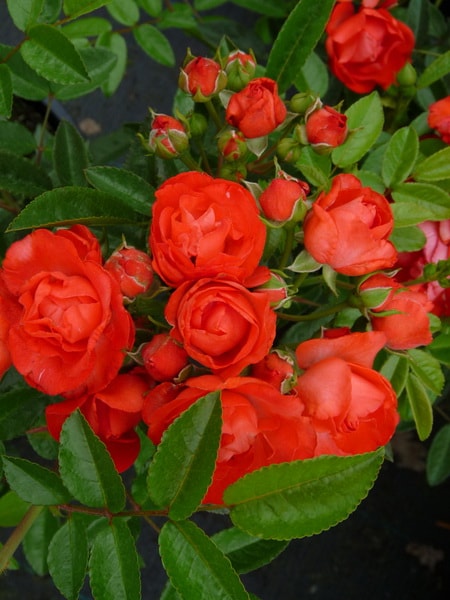 сорт розы почвопокровной кустистой Морсдаг (описание с фотографией)