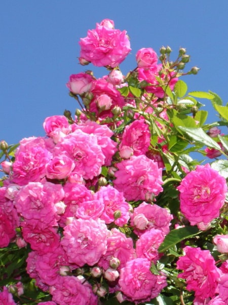 сорт розы почвопокровной Супер Дороти (описание с фото)
