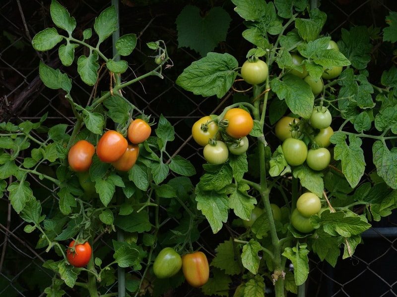 йод для созревания томатов