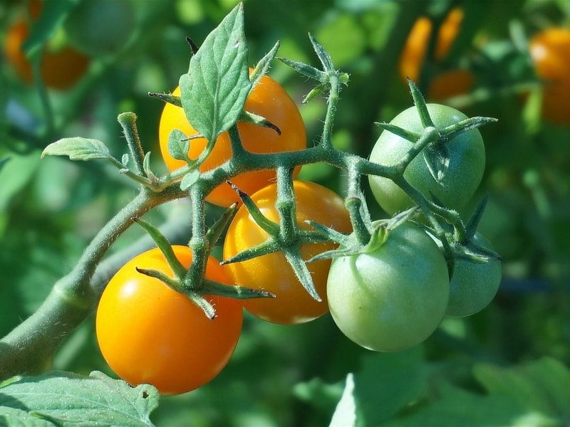 как ускорить созревание томатов в открытом грунте