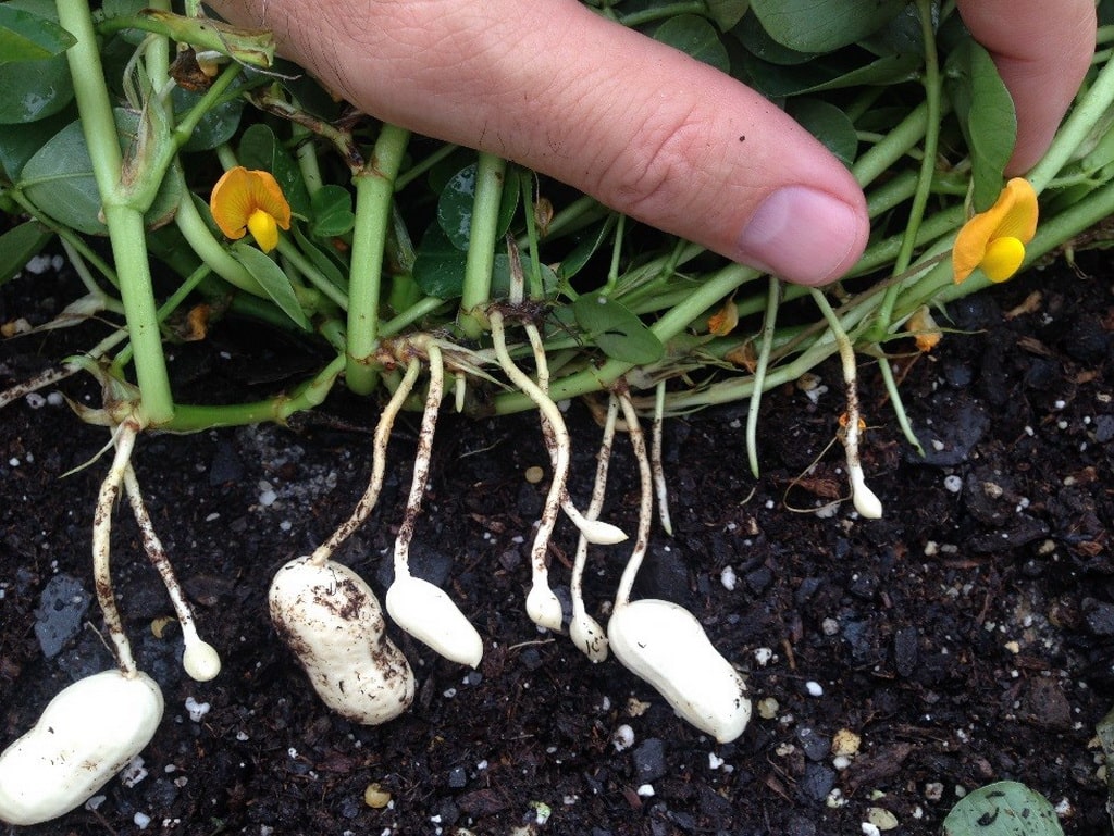 как выращивать арахис на огороде