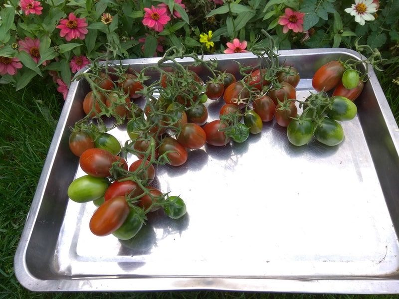 сбор томатов для дозаривания