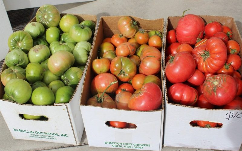 Снятые осенью томаты для дозаривания в домашних условиях
