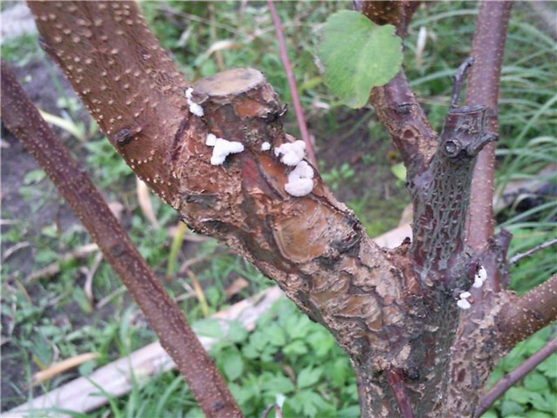 трутовик на плодовом дереве при неправильной обрезке веток