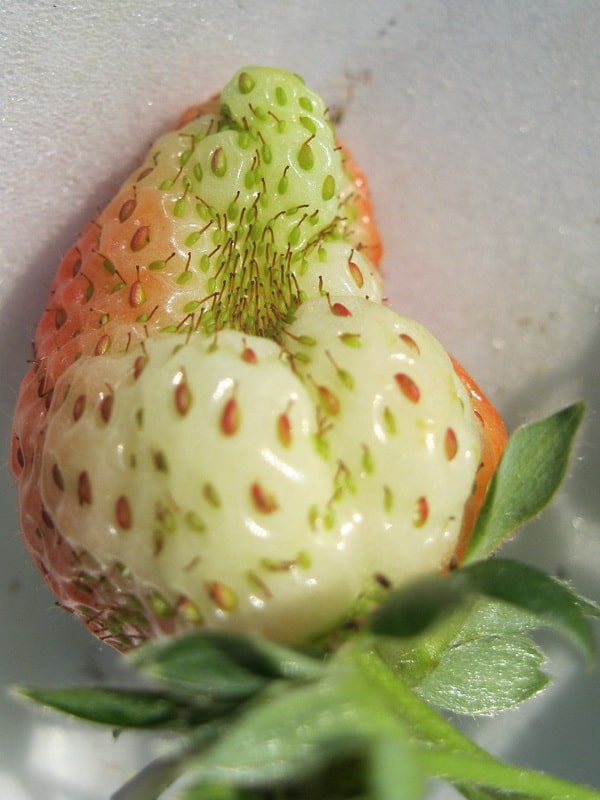 почему ягоды клубники корявые и маленькие