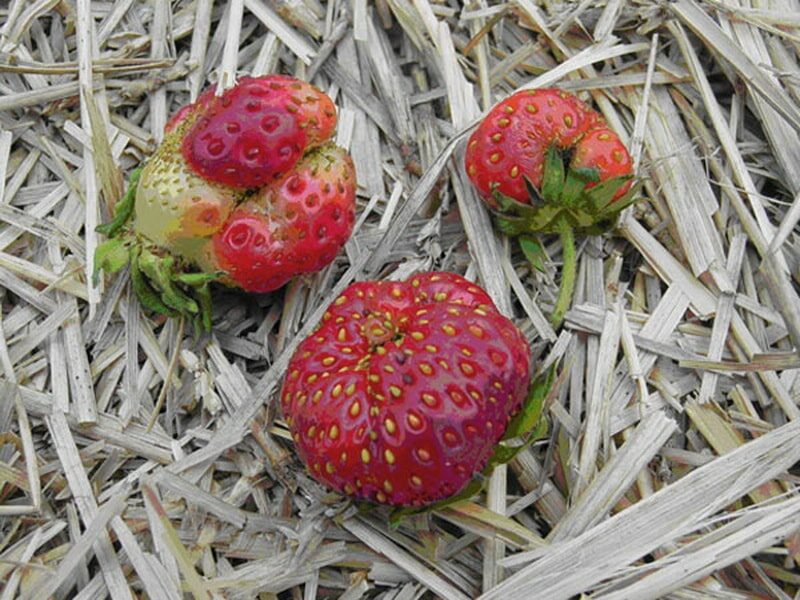 ягоды клубники неправильной формы