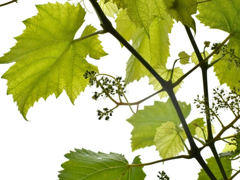 как повысть урожай винограда