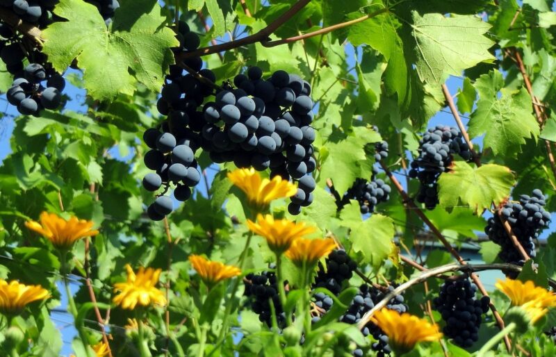 как ухаживать за виноградом лучший урожай