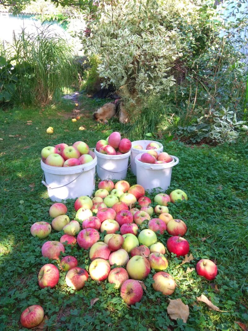сбор яблок в августе