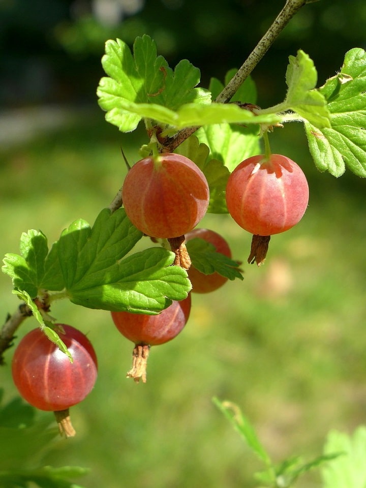 Чем подкормить крыжовник осенью чтобы был хороший урожай ягод