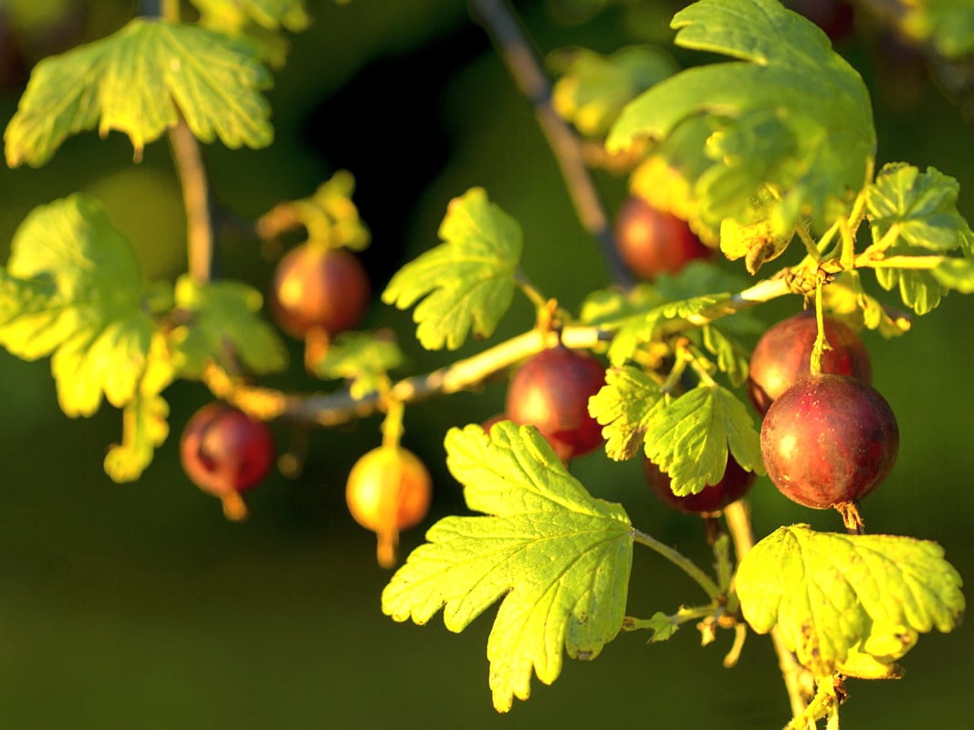 Чем подкормить крыжовник осенью чтобы был хороший урожай ягод