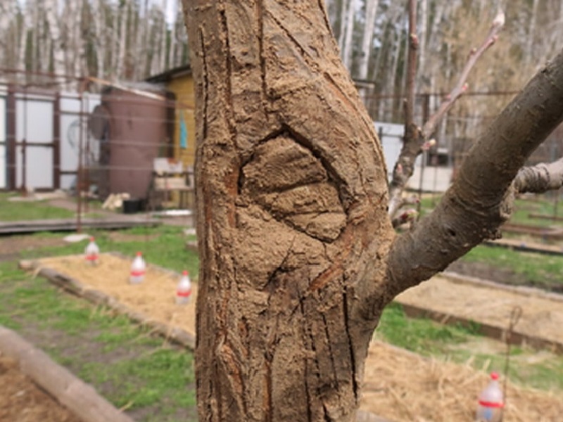 раны на дереве замазаны болтушкой