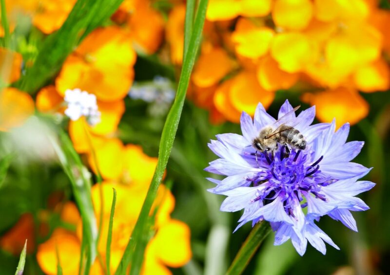 василек - растение с голубым цветком для сада 