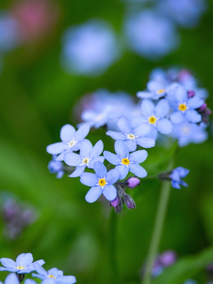 Топ-7 цветов голубой окраски для сада