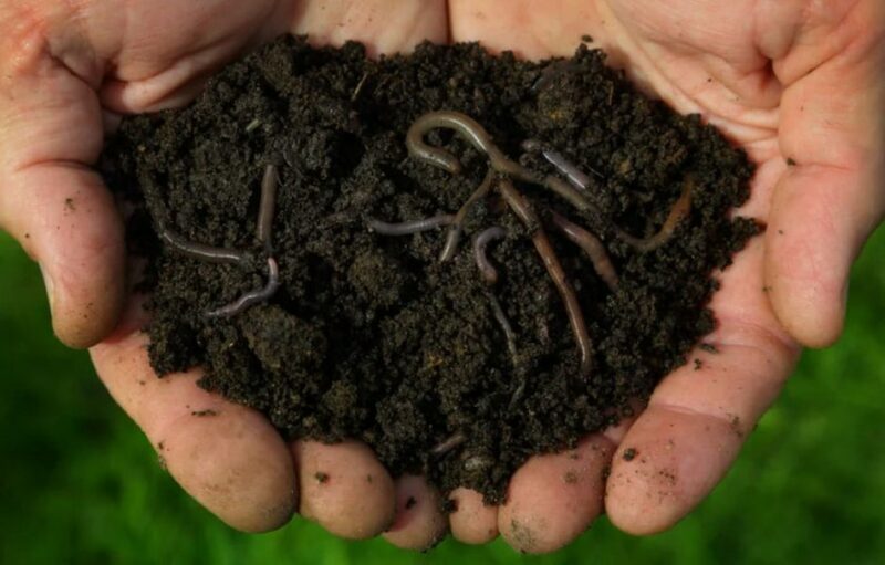 черви - естесственные почвоулучшители