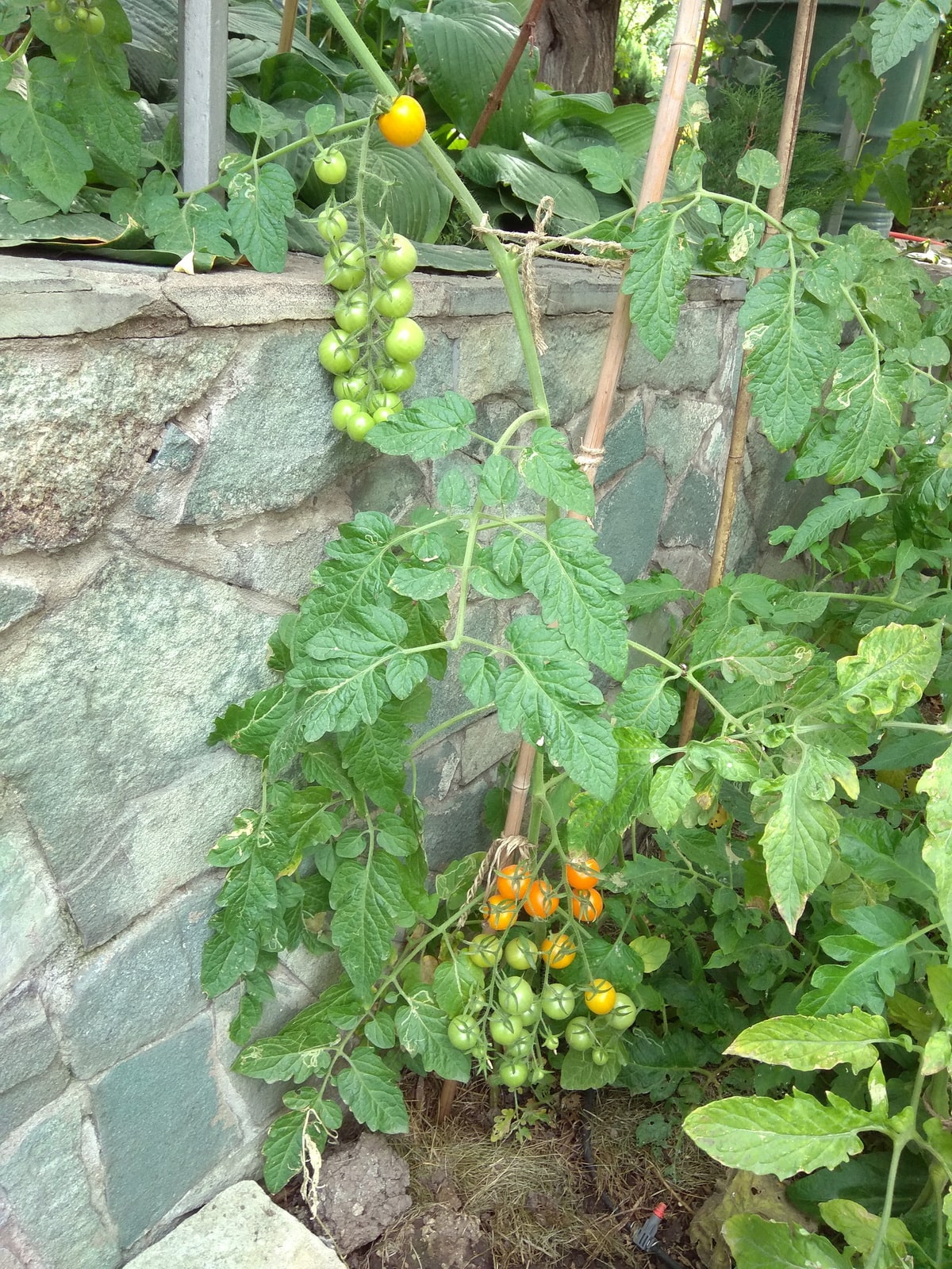 Получить хороший урожай томатов можно без выращивания рассады