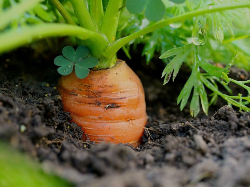 как сеять морковь чтобы не прореживать