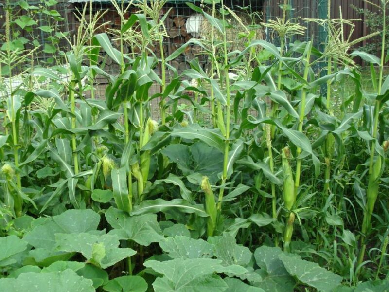 смешанные посадки - кукуруза с кабачками