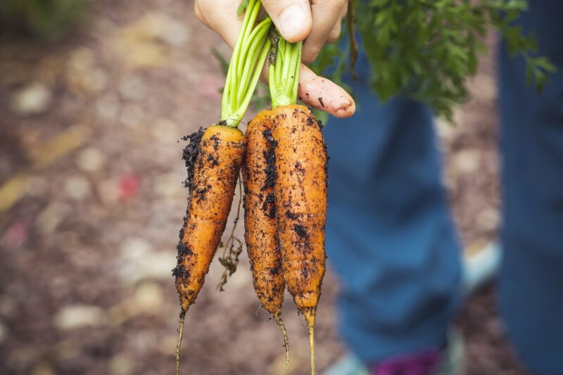 морковь без прореживания
