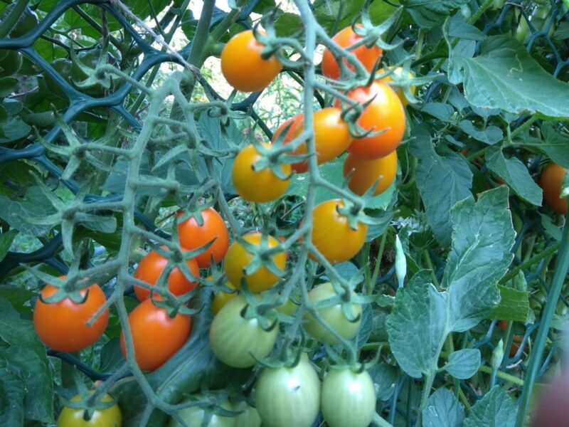 посеять томаты сразу в грунт