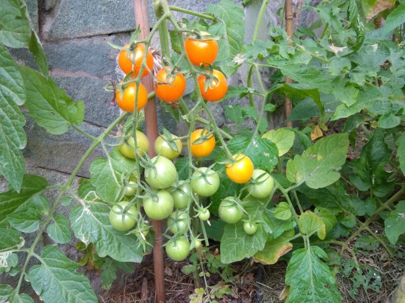 урожай томатов без выращивания рассады