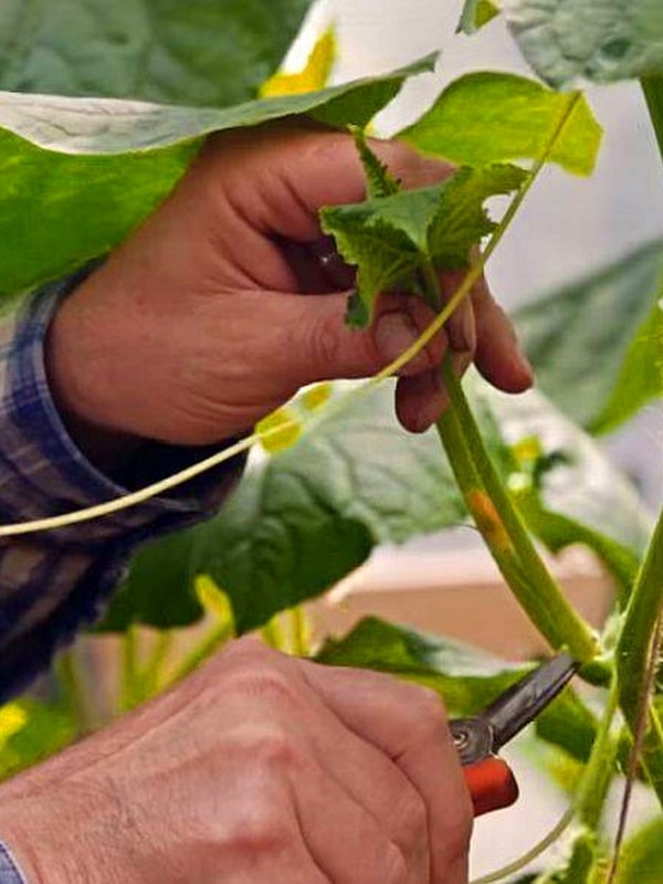 Нужно ли обрезать листья у огурцов: 7 полезных советов и 2 схемы стрижкидля повышения урожайности