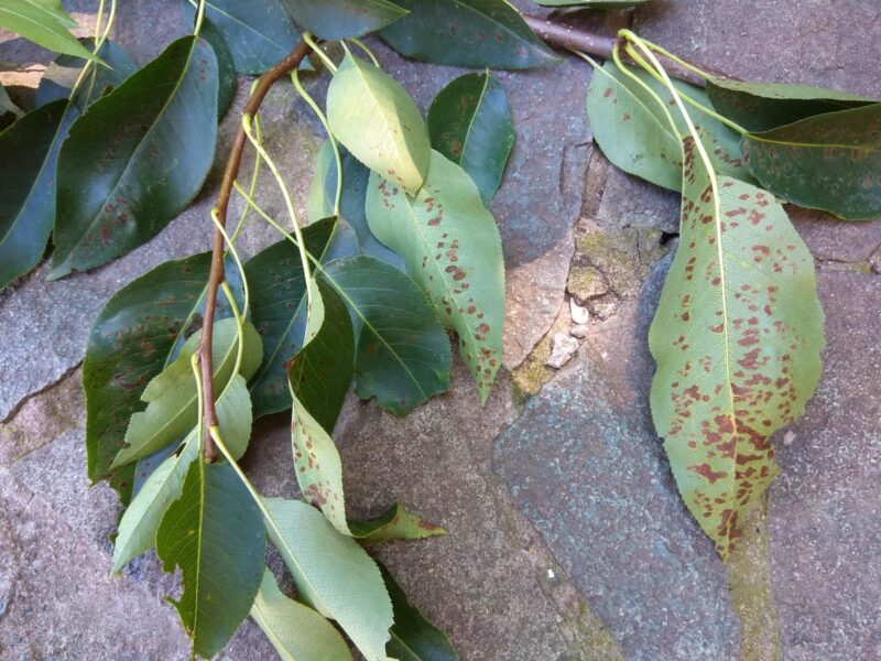 клещ на листьях груши