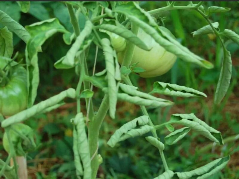 листья скручиваются у помидор: причина и меры защиты