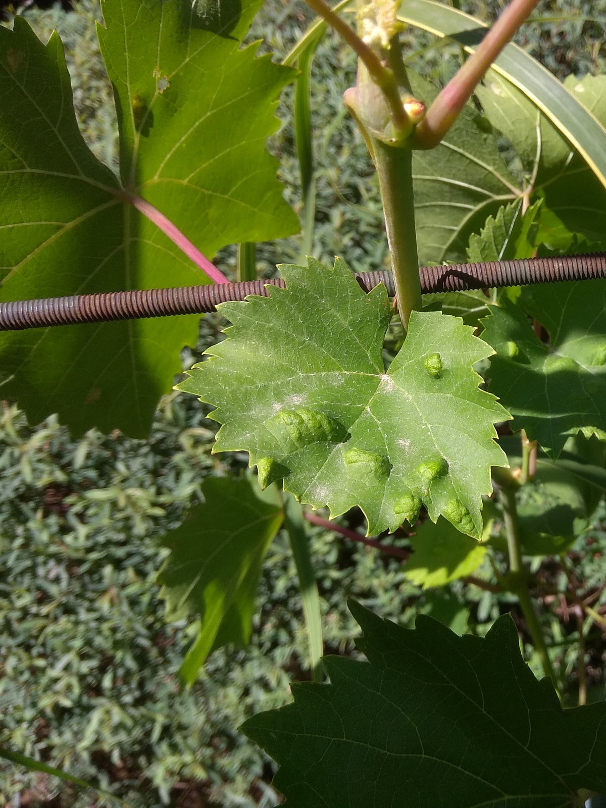Бугорки на листьях винограда – признак появления войлочного клеща