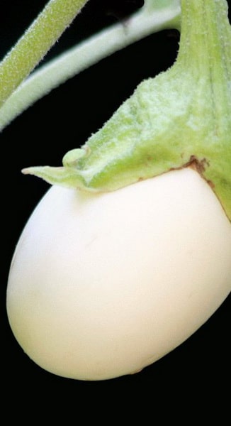 баклажан сорт Белое яйцо