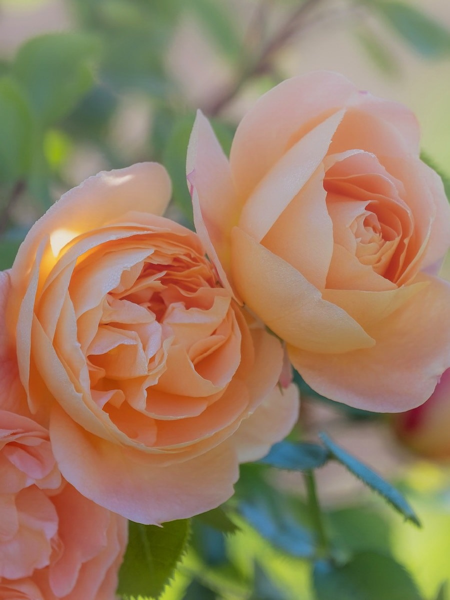 флорибунда розы сорта и фото