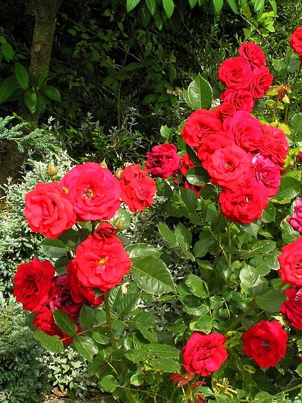 роза флорибунда лили марлен (фото и описание)