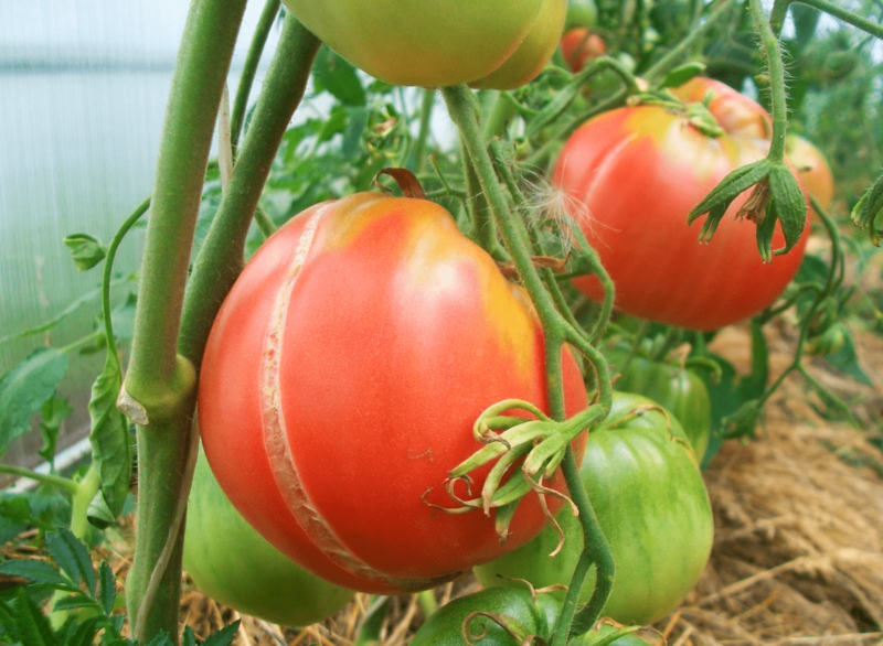 лопаются плоды томатов