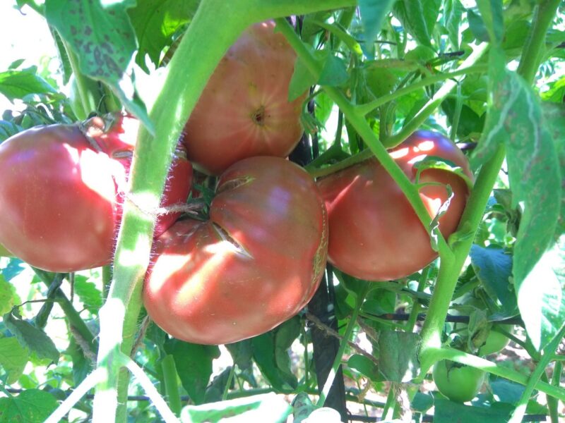 лопаются помидоры на кусте причина
