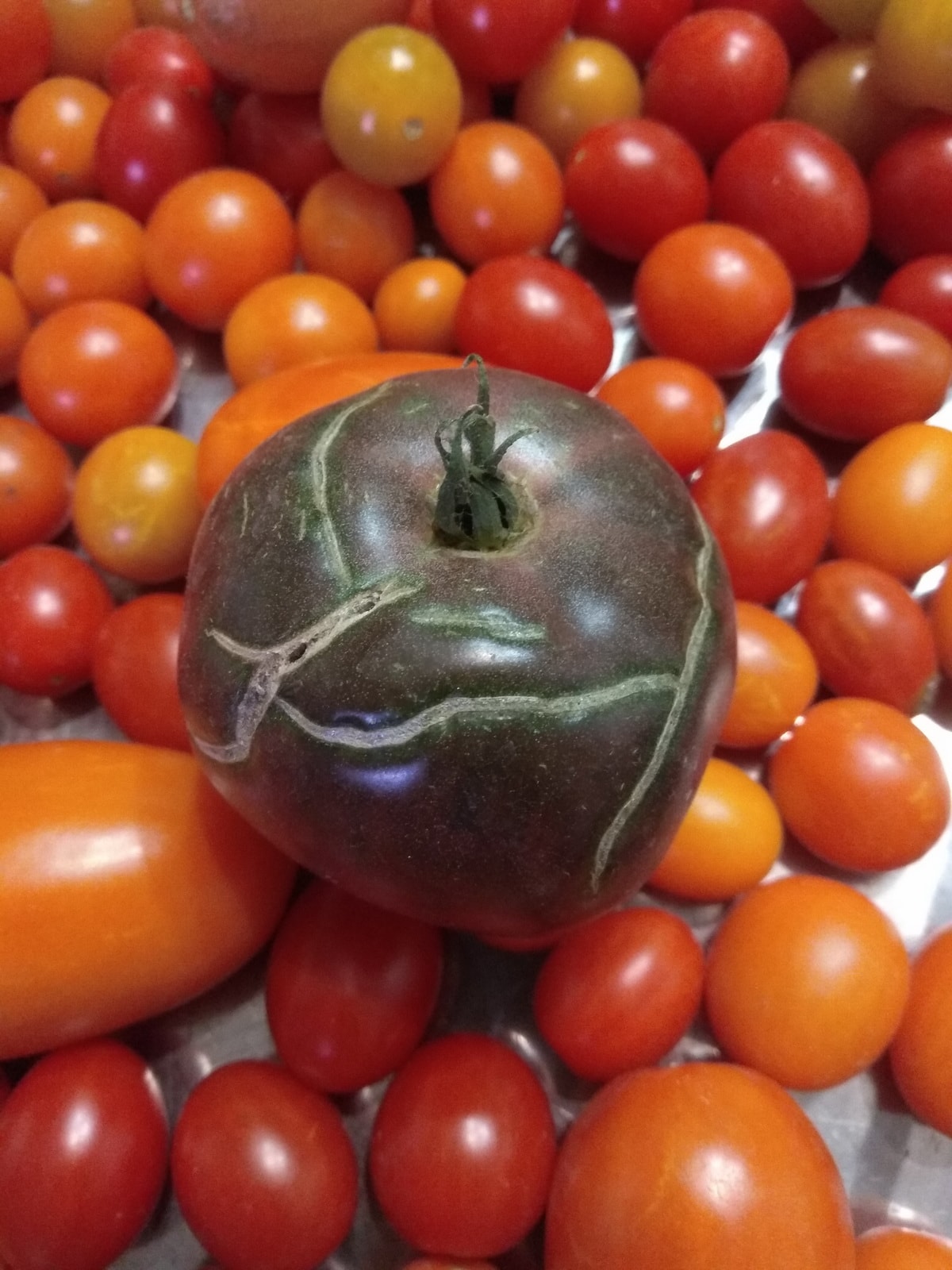 почему лопаются помидоры при созревании