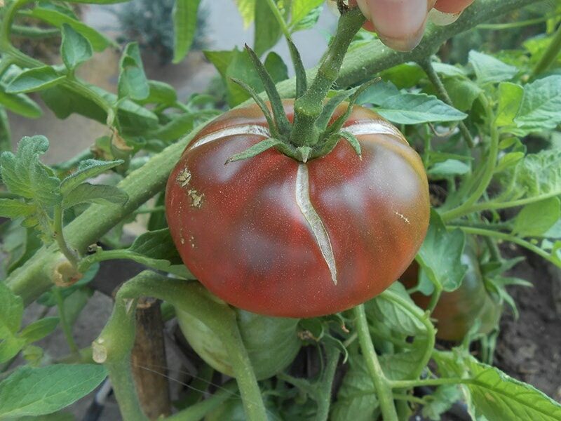 растрескивание плодов томатов