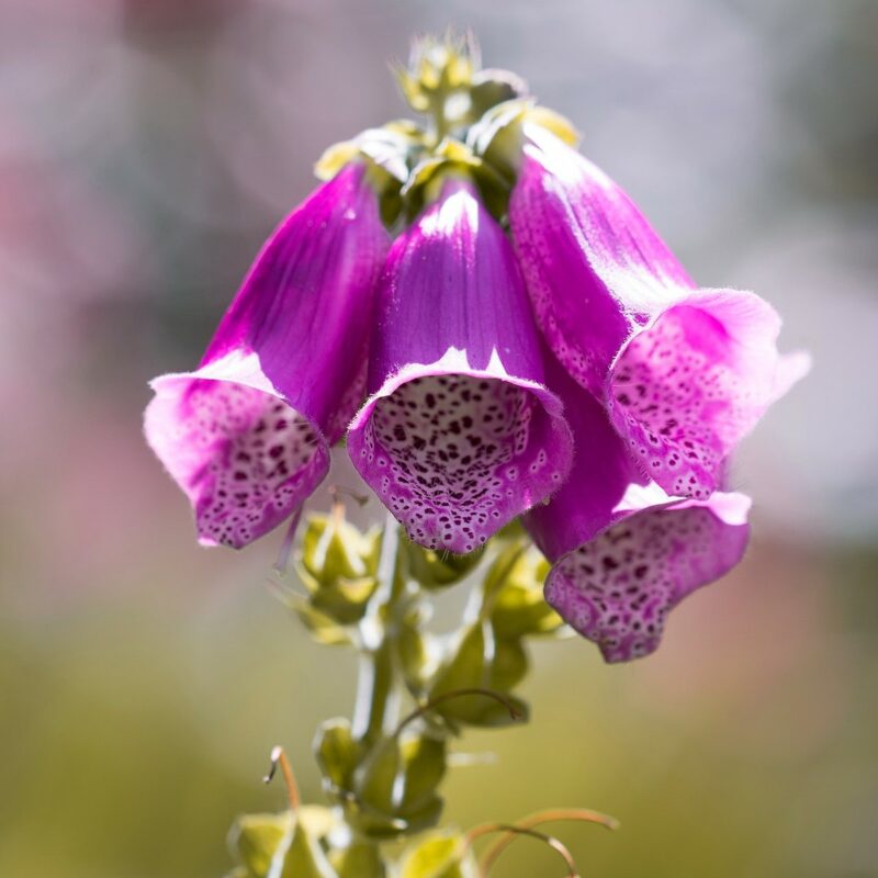 цветок наперстянка: фото и описание видов