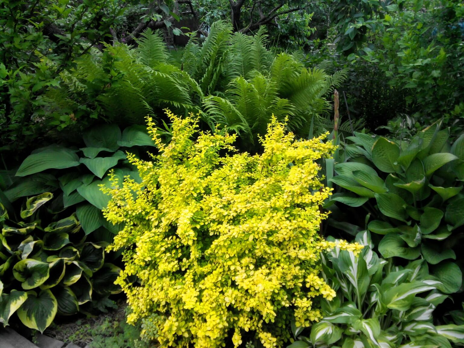 в затененных местах сада особенно красивы желтые сорта барбарисов