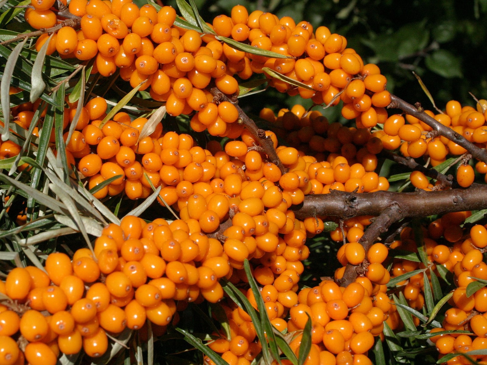Цвет плодов: оранжевый