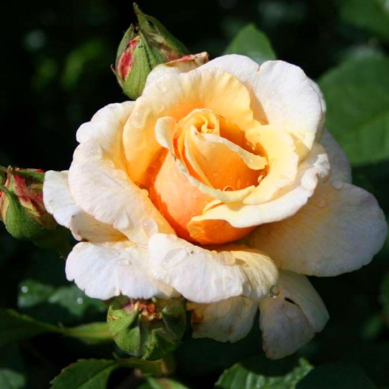 желтая роза Caramella (фото и описание)