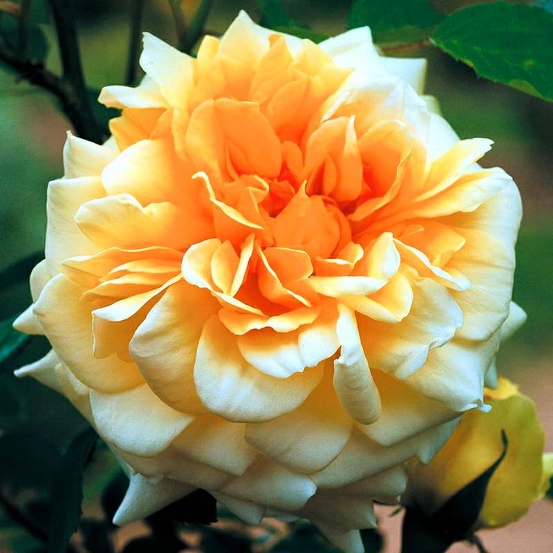светло-желтая роза Claudia Cardinale