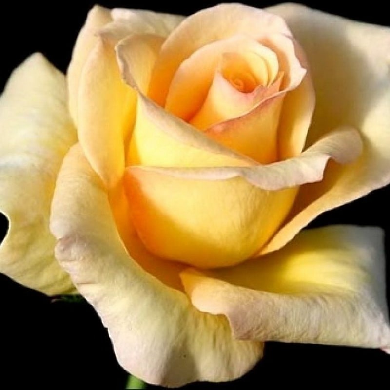 фото желтой розы Элегант Бьюти