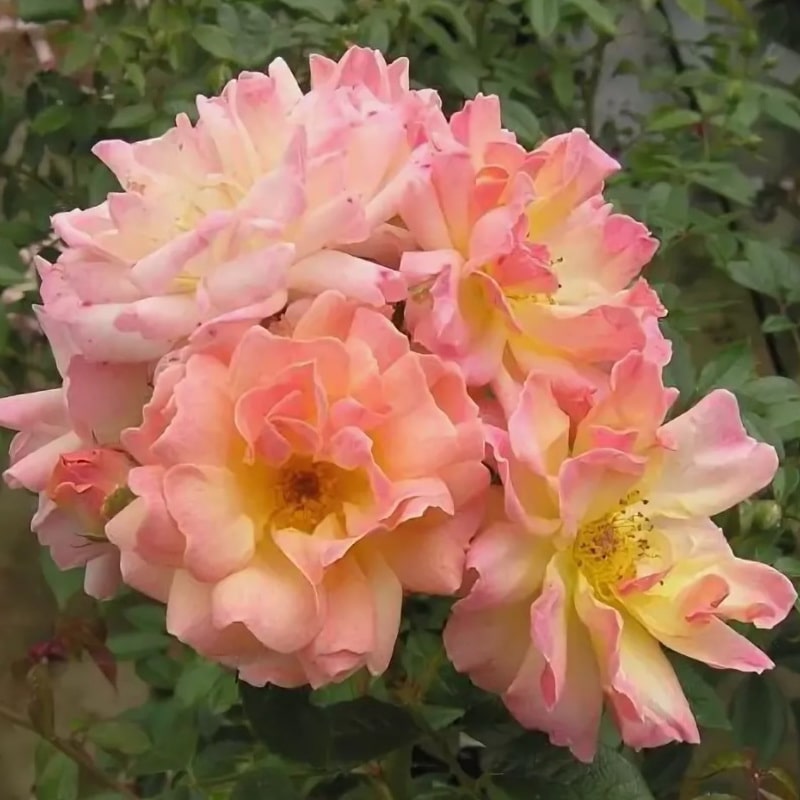 желтая рамблер-роза Филлис Байд (фото и описание)