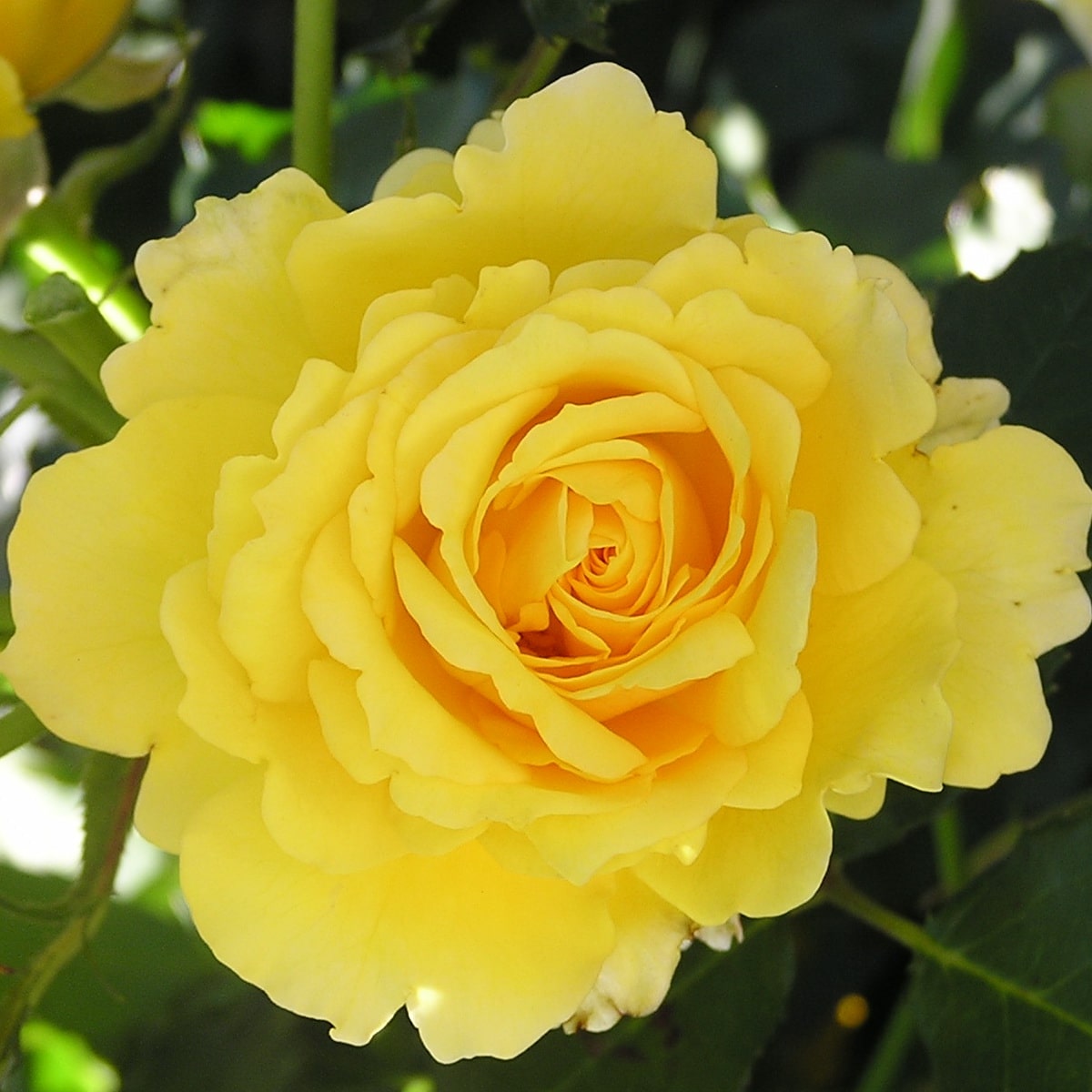 Желтые Розы Фото С Названиями