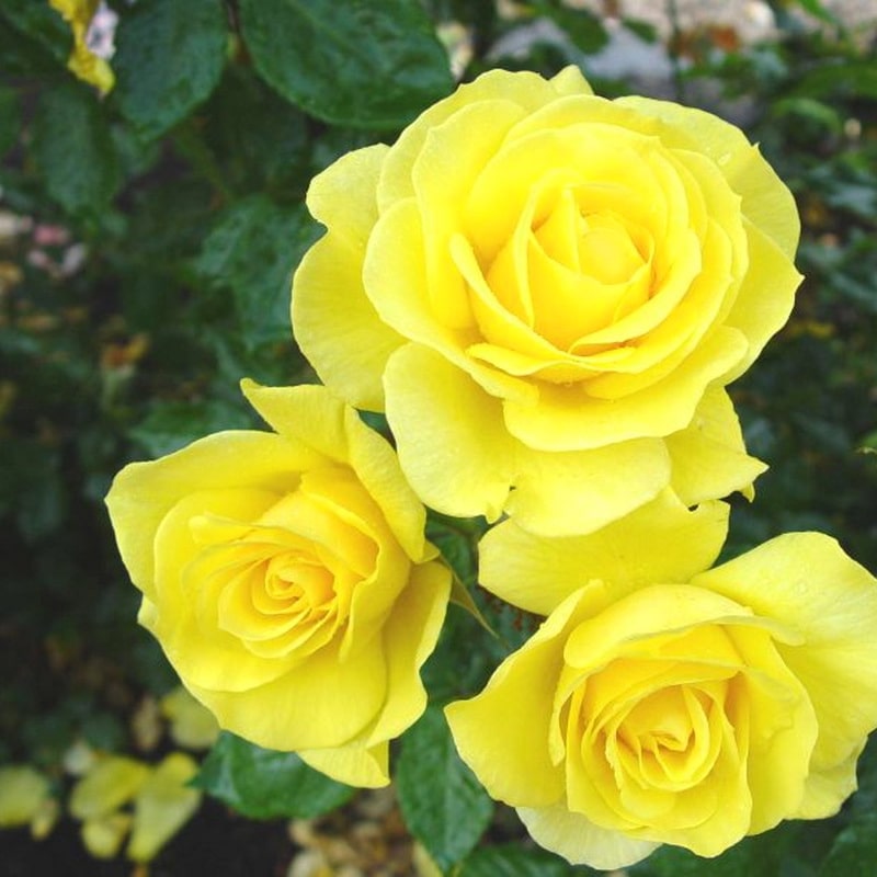 желтая миниатюрная роза Голд Симфони (фото и описание)