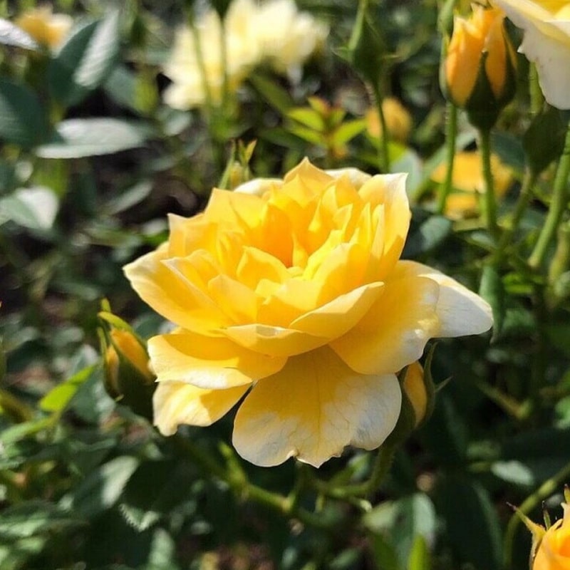 желтая роза Голден Моцарт (фото и описание)