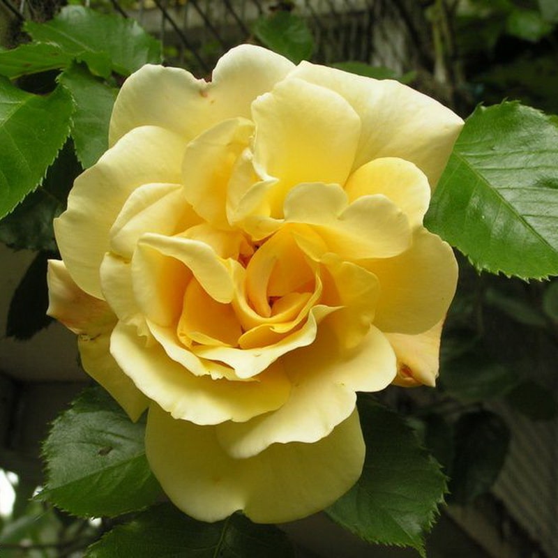 желтая плетистая роза Голден рамблер