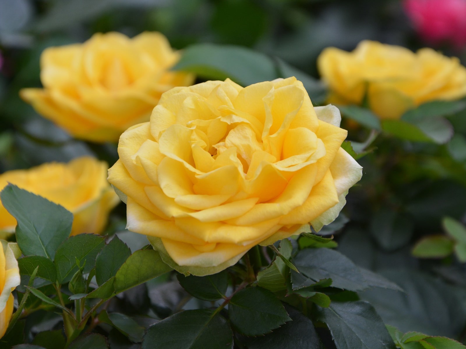 Розы Желтые
