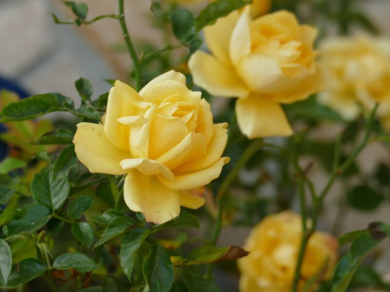 роза желтого цвета